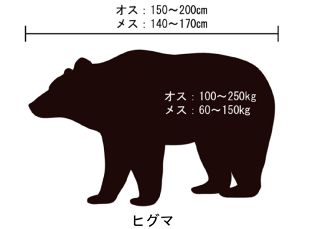 禁じ手「ヒグマの穴狩り」再開2年目の北海道…過去には「絶滅政策」とも言われたその効果は？課題は？