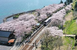 のと鉄道の全線再開を満開のソメイヨシノが祝う　石川・穴水町の「能登さくら駅」