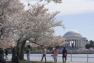 桜祭り、空に響くマーチ　米ワシントンでパレード