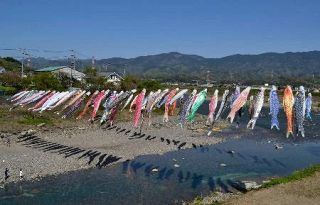 こいのぼり１００匹、大空に　和歌山・九度山で川渡し