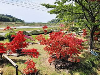 奥能登の春の風物詩が震災で消えちゃう？　のとキリシマツツジ「例年通り咲いても…問題はこれから」