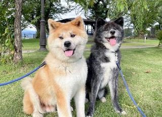 秋田犬にデジタル血統書　偽造防止へ、保存会