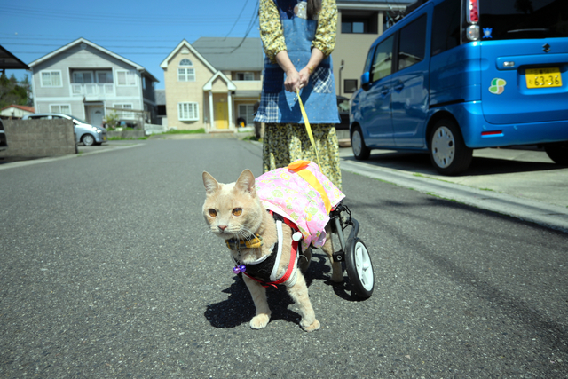 下半身動かないネコに善意の「脚」　春風と一緒にコロコロお散歩へ