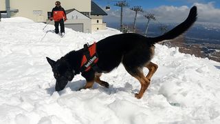 【動画】犬の嗅覚で迅速な捜索　スキー場に雪崩救助犬普及を　新潟