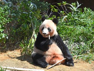 双子パンダ、別居始まる＝じゃれ合いでけが防止―上野動物園