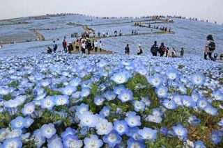 ネモフィラ満開、水色に染まる丘　ひたち海浜公園、５３０万本