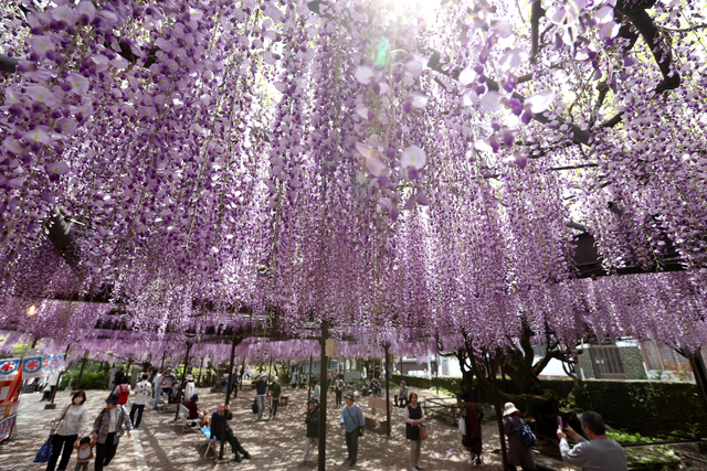 コロナ禍の苦渋の決断乗り越え　樹齢630年の「黒木のフジ」満開