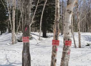 国立公園の樹木に切り込み　北海道・大雪山、倒木恐れ