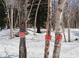 国立公園の樹木に切り込み　北海道・大雪山、倒木恐れ