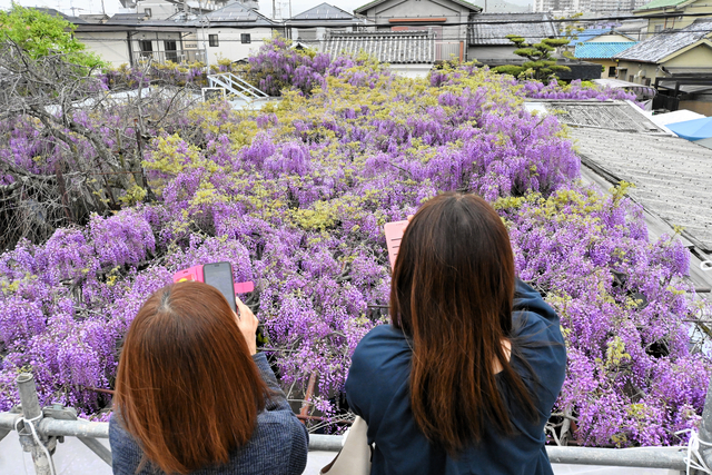 「平成の花咲かじいさん」が庭に植えたフジ　今や「紫の雲海」に育つ