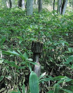 謝罪もせず「研究させろ」とは何事か　アイヌ民族と研究者の初対話から考えた「知りたい欲求」が持つ暴力性