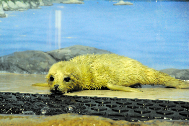 ゴマフアザラシの赤ちゃん誕生　白いフワフワ体毛姿は生後数週間限定