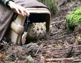 ツシマヤマネコ野生戻る　環境省施設で訓練後初めて