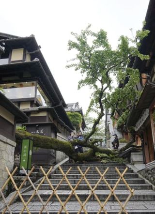 桜の木が倒れ男性搬送、京都　東山、清水寺近くの産寧坂