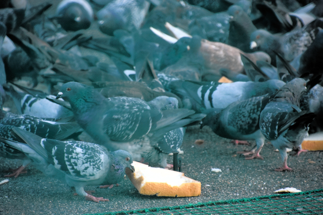 ハトやカラスへの餌やりに大阪市が中止命令　駅前などで繰り返す