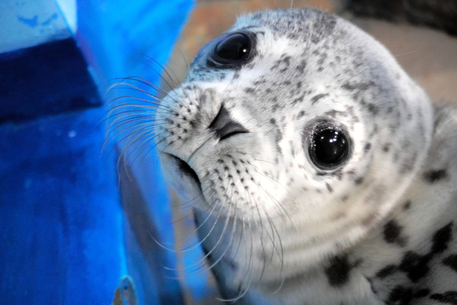 ぼくの愛称投票で選んで ゴマフアザラシの赤ちゃん　しながわ水族館