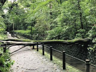 等々力渓谷の「立ち入り禁止」は2025年度中に解消　世田谷区、危険木の伐採へ「ふるさと納税」