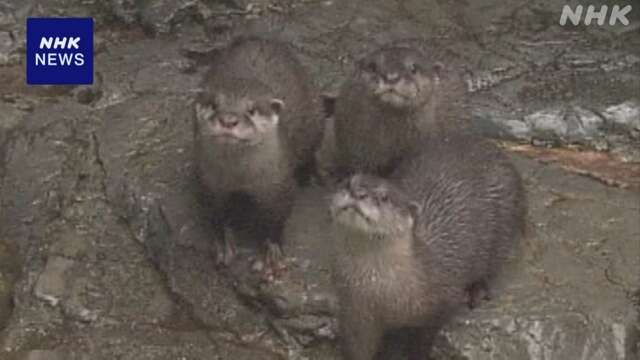 コツメカワウソの3兄弟 一般公開 去年8月に誕生 大阪 海遊館