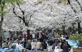 「職場の花見」もうやめたい？ 　コロナ後も実施率は低いまま…そう言えば「何でやってたんだろ」