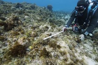 辺野古サンゴ訴訟、県が再び敗訴　国の是正指示「適法」確定