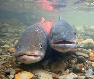 幻の魚イトウ、命つなぐ春　北海道、産卵へ体染め遡上