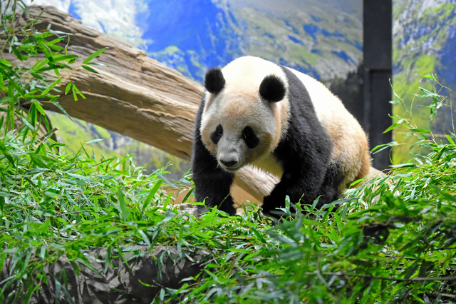 双子パンダ「成長の証し」 別居10日以上、落ち着き　上野動物園