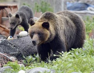 ヒグマが軽トラに体当たり　フロントガラスにひび、姿消す