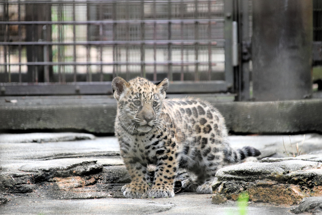 ジャガーの赤ちゃんすくすく　お母さんは真っ黒、模様はお父さん似