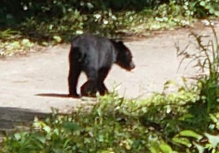 クマが、シカ・イノシシと「同列」になった　捕獲を増やすだけでいいの？　「指定管理鳥獣」追加を考える