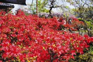 「地震があっても花は咲く」奥能登に春の彩り　「のとキリシマツツジ」見頃で心に癒やし