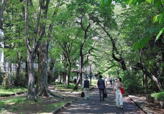 玉川上水緑道の樹木守った住民の声　渋谷区が方針転換、伐採予定の8割残す　今後は維持管理が課題