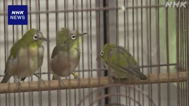 隠し部屋で野鳥を違法に飼育販売か 小鳥店の経営者ら逮捕 福島