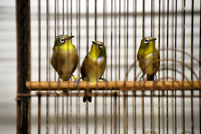 野鳥を違法飼育の疑い、小鳥店の経営者ら逮捕　メジロなど90羽押収