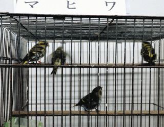 野鳥を密売の疑い…「東北一の小鳥店」に隠し部屋　逮捕の夫婦「年間100羽を売ったこともある」