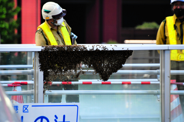 歩道橋にミツバチが大量発生　「巣分かれ」に伴う現象か　東京・港区