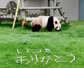 母パンダの良浜に感謝の贈り物　和歌山白浜町、１０頭産み育てる