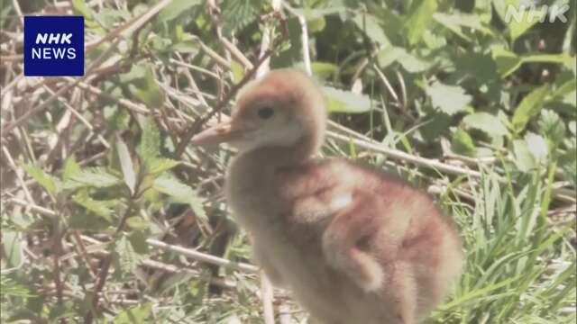 タンチョウのヒナ誕生 愛らしい姿見せる 北海道 釧路