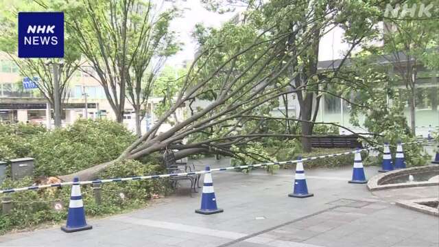 福岡 博多駅前で高さ13mのけやき倒木 けが人なし 強風影響か