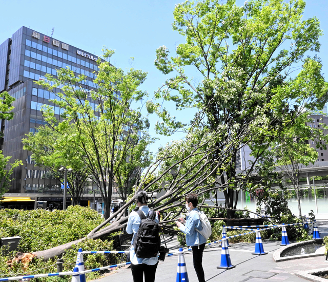 博多駅前で13メートルのケヤキ倒れる　西日本各地で強風