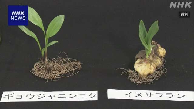 ギョウジャニンニクとよく似た有毒な植物食べ2人死亡 札幌