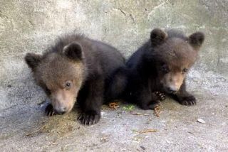 子グマの名前はアシリとルイ　北海道・登別、来園者から募集