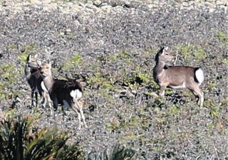 絶滅危惧種マゲシカが「奈良公園なみ」大繁殖？　基地建設で緑減った馬毛島、防衛省の数値で試算すると…