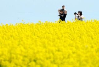 北海道・滝川で菜の花見頃　畑一面黄色に、甘い香り広がる