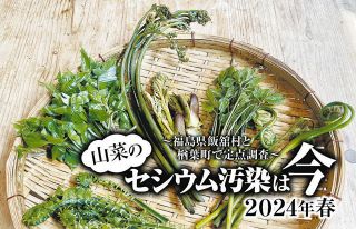 山菜のセシウム汚染＜定点観測・2024年春＞　福島第1原発周辺の飯舘村と楢葉町産を測ってみた