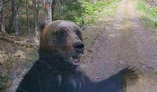 ヒグマ襲撃か、子牛４頭死ぬ　北海道・別海の牧場