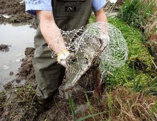 アリゲーターガー捕獲、富山　ペット用か、外来の肉食魚