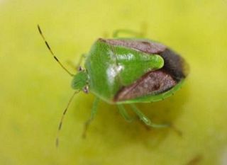 ２５府県がカメムシ注意報　大量発生、果物被害に懸念