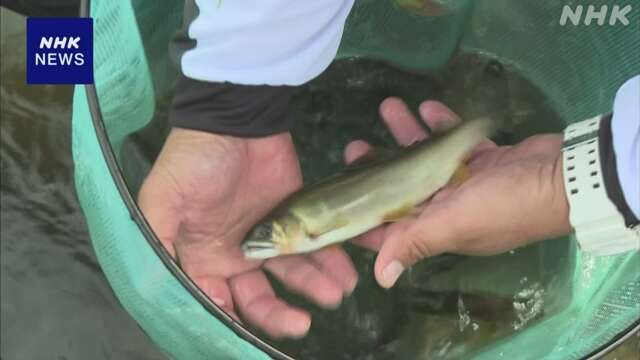 大分 玖珠川などの筑後川水系 九州で最も早くアユ釣り解禁