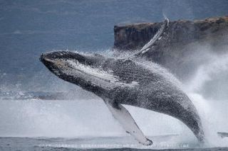 ＡＩでクジラの回遊行動を分析　富士通、八丈島で検証