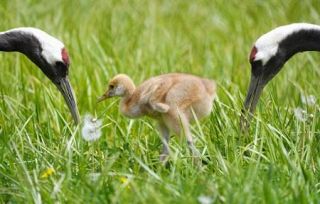 タンチョウひな、元気満々　北海道釧路、すくすく成長